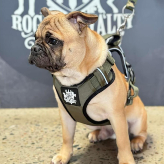 How to Stop a Dog Pulling on the Leash: What Most Guides Miss