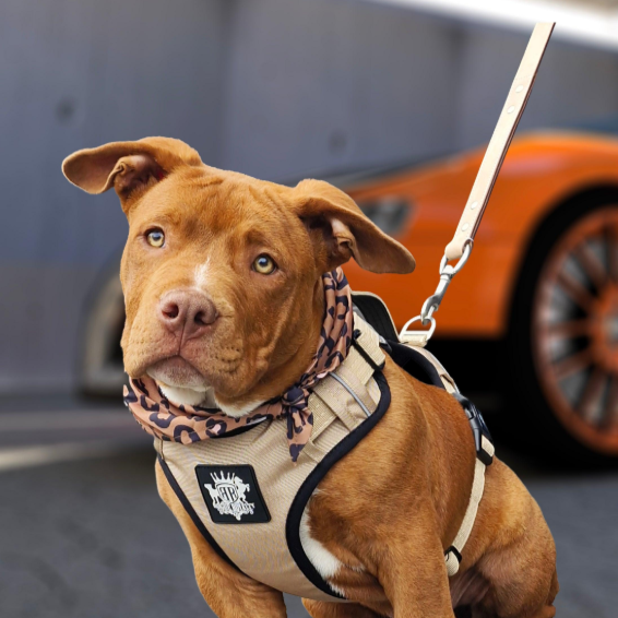Dog Harness vs Collar: Which to Use, When, and Why It Matters
