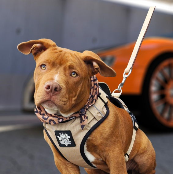 Dog Harness vs Collar: Which to Use, When, and Why It Matters