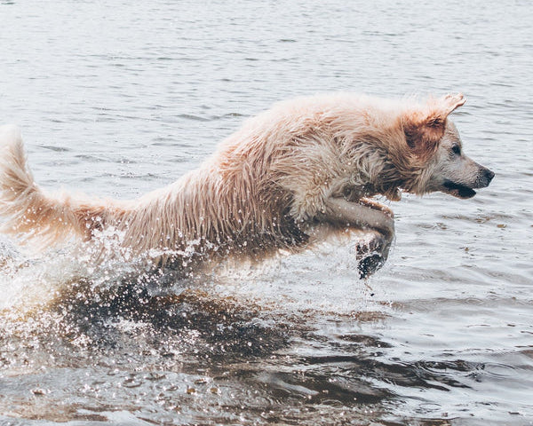 Natural Dog Shampoo - Dog Grooming Rogue Royalty