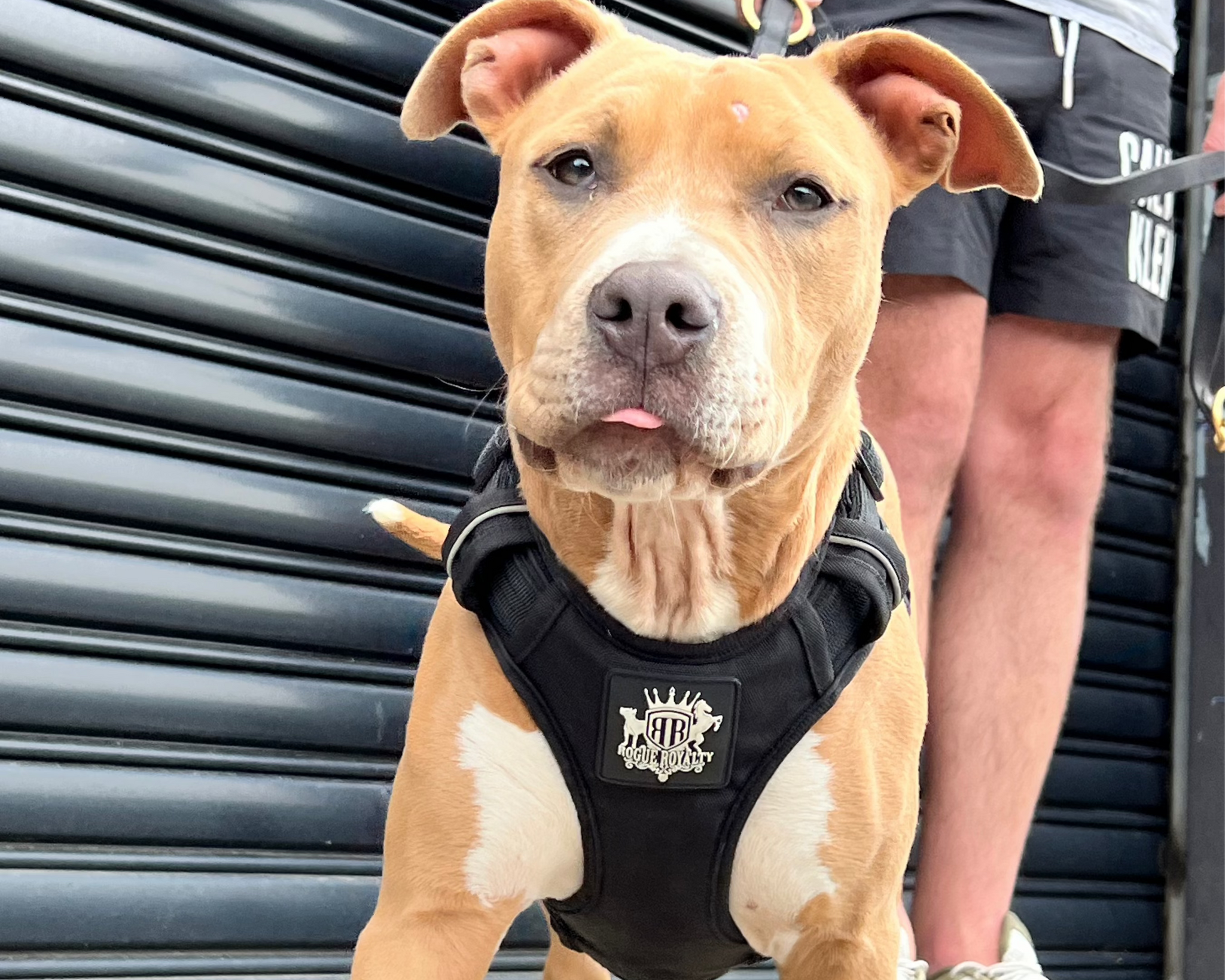 Pitbull Harness Guide: What Works for the Body Type and What Doesn't