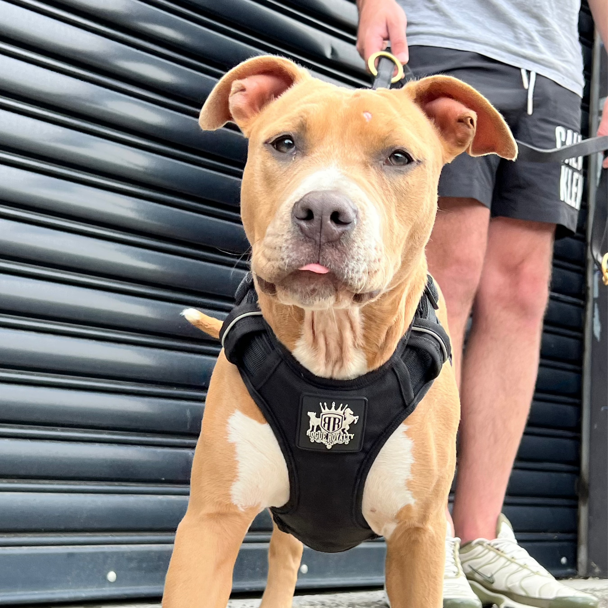 Pitbull Harness Guide: What Works for the Body Type and What Doesn't