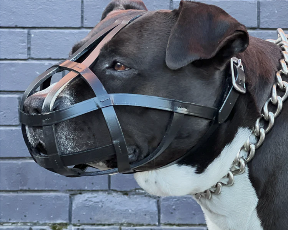 Dog Muzzles Australia: Types, Sizing, Laws and How to Choose the Right One