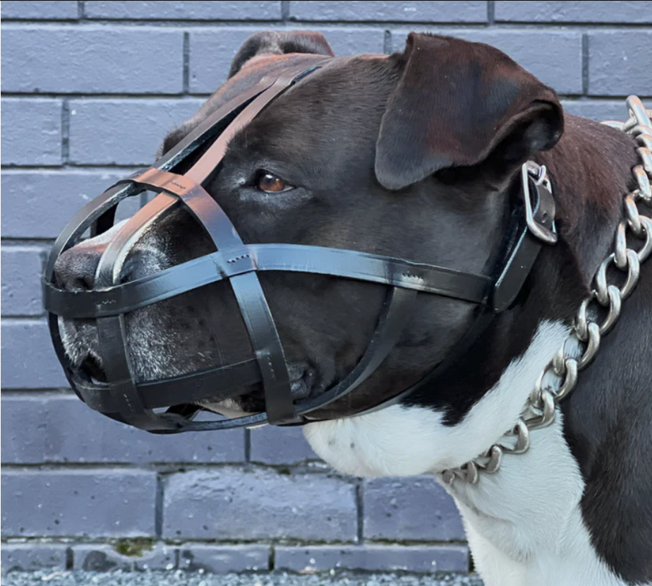 Dog Muzzles Australia: Types, Sizing, Laws and How to Choose the Right One