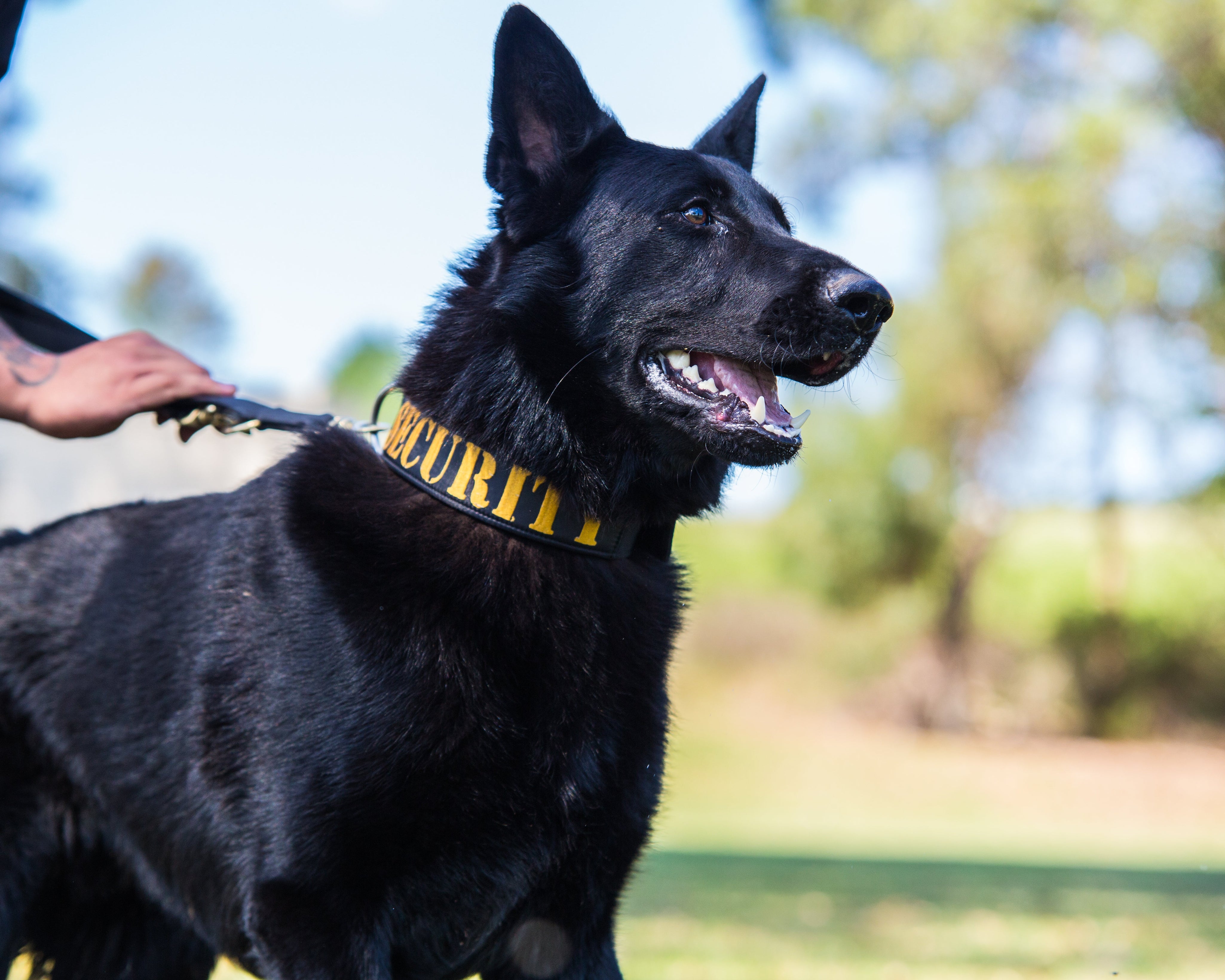 German Shepherd Collar Guide: How to Choose the Right One for Your GSD