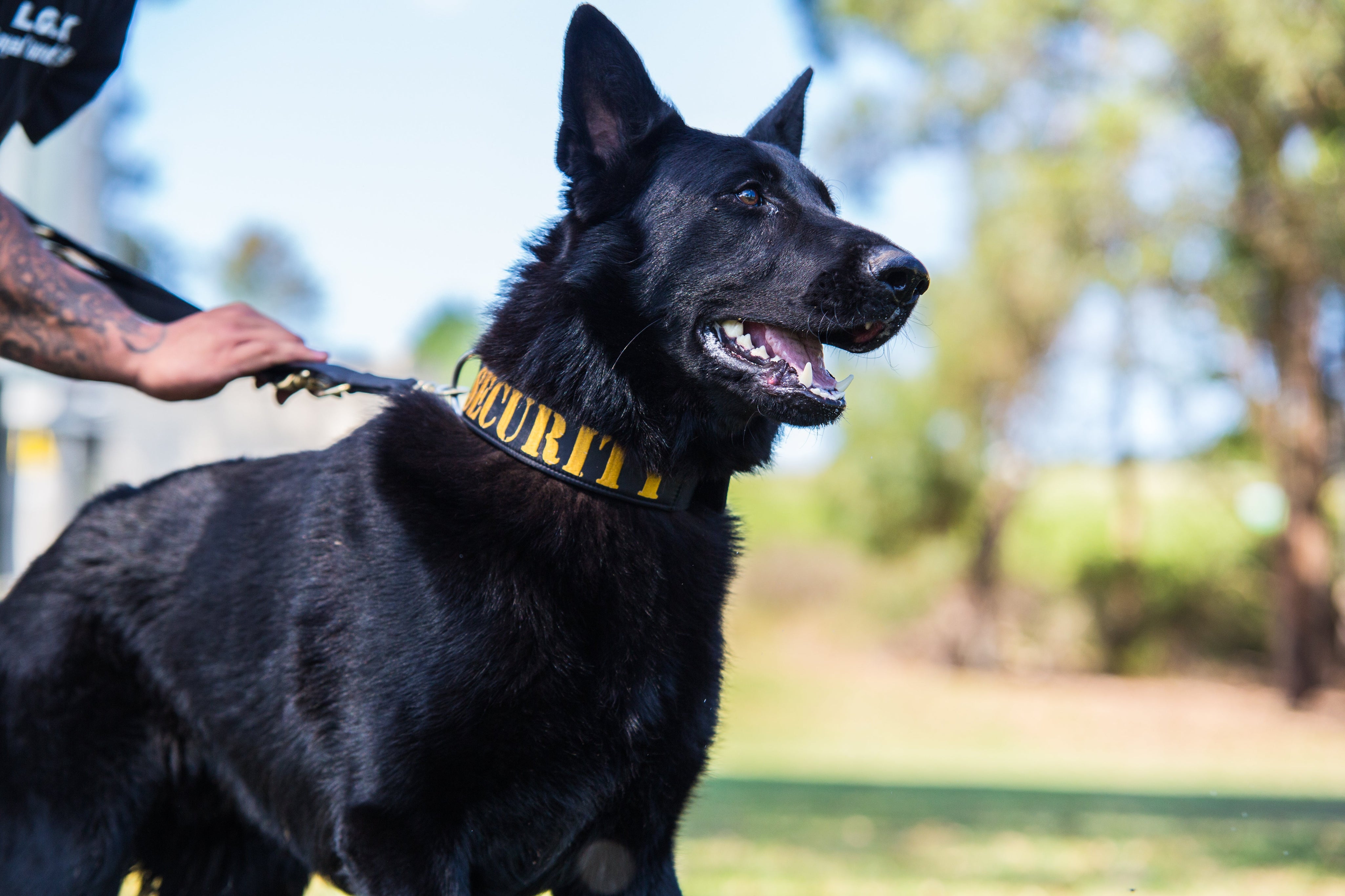 German Shepherd Collar Guide: How to Choose the Right One for Your GSD