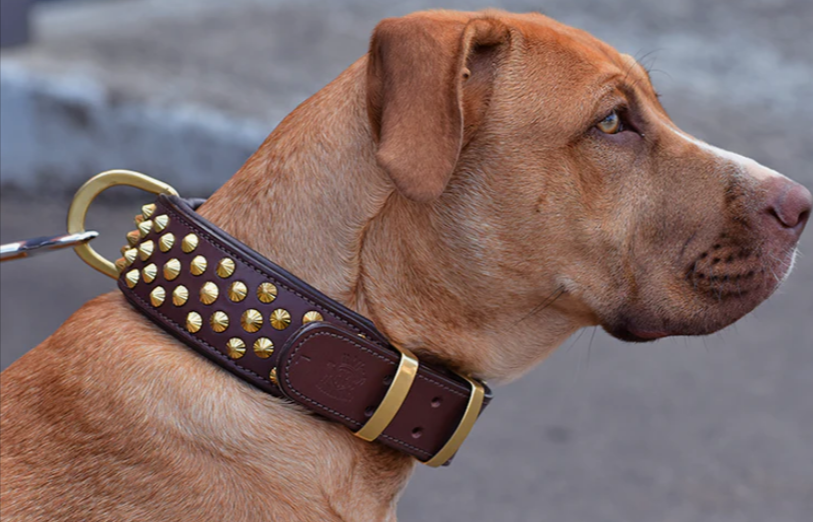 Dog Tags and Personalised Dog Collars Australia: The Complete Guide