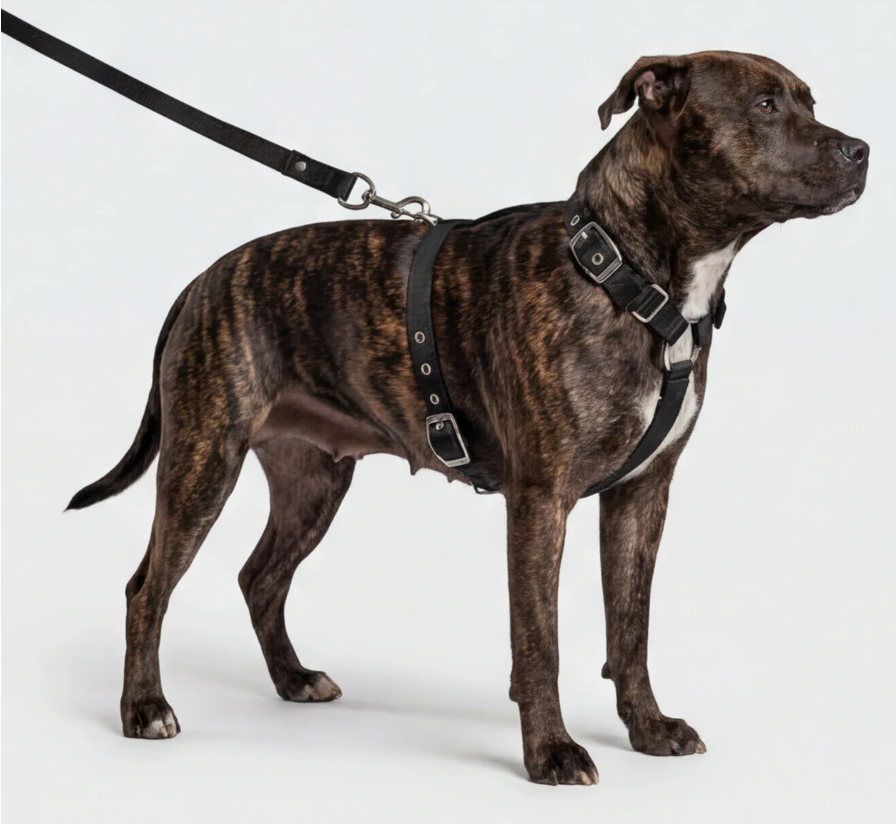 New Puppy Gear Checklist for Australian Dog Owners