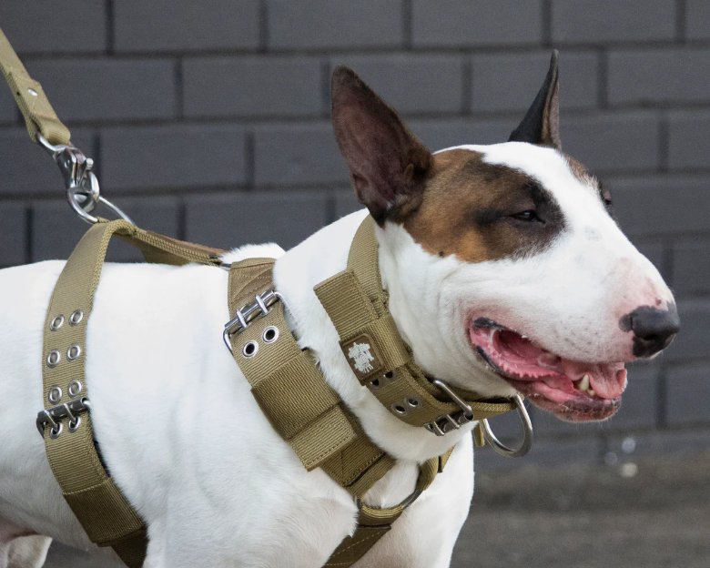 Why Your Staffy's Collar Keeps Coming Off, and the Fix