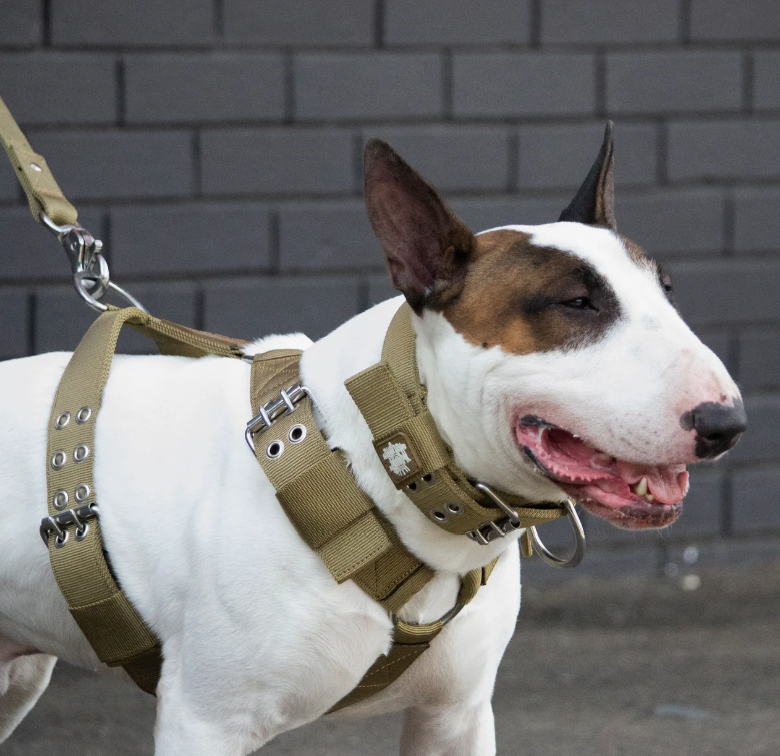Why Your Staffy's Collar Keeps Coming Off, and the Fix