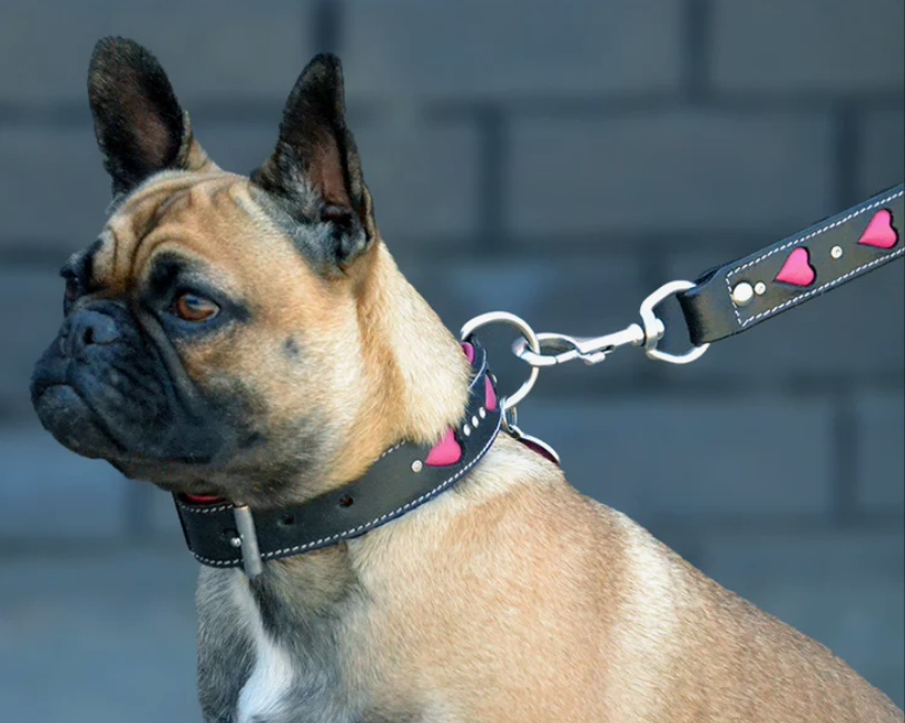How to Measure Your Dog for a Collar (and Why Most Guides Get It Wrong)