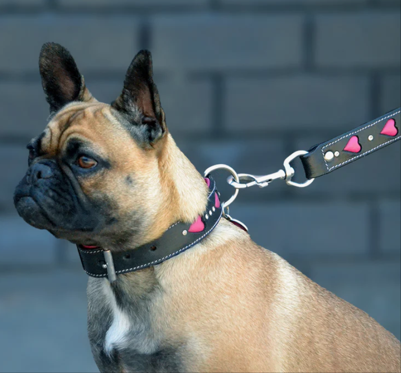 How to Measure Your Dog for a Collar (and Why Most Guides Get It Wrong)