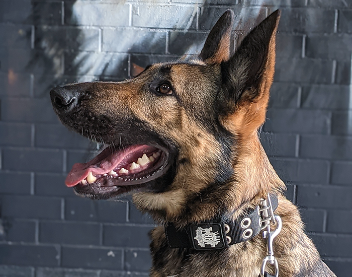 Supatuff online dog harness