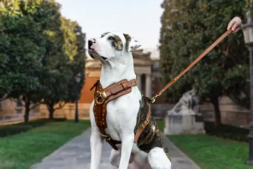 A dog in a park wearing one of the best dog leashes from Rogue Royalty.