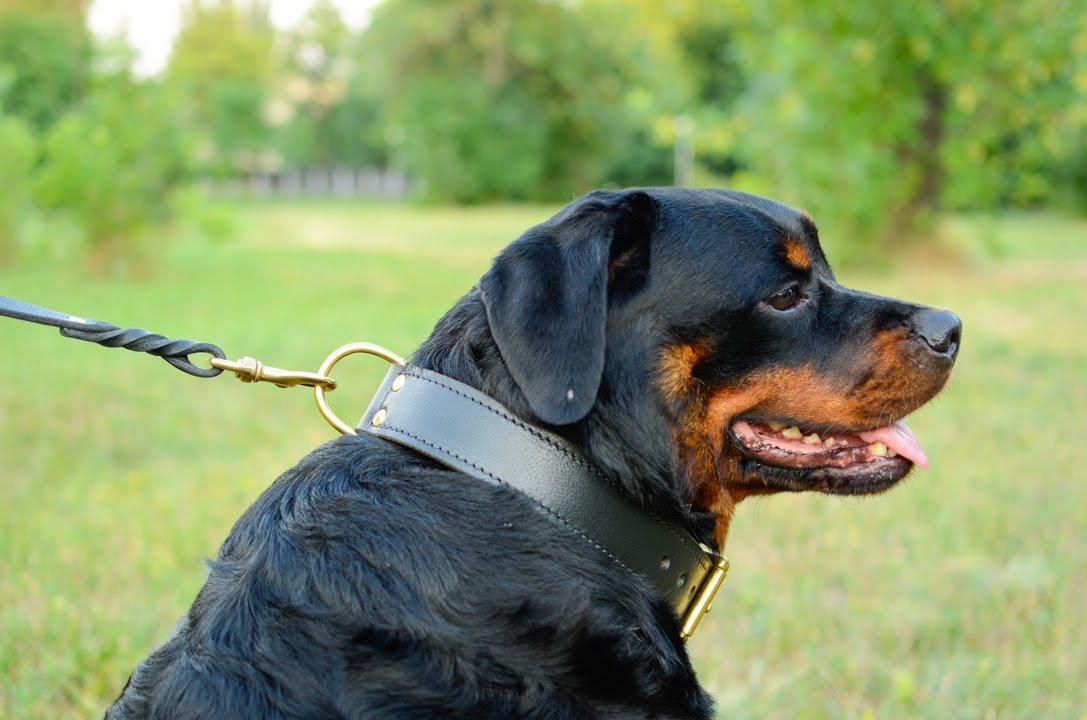 Best Collar for Rottweilers and Large Powerful Breeds in Australia