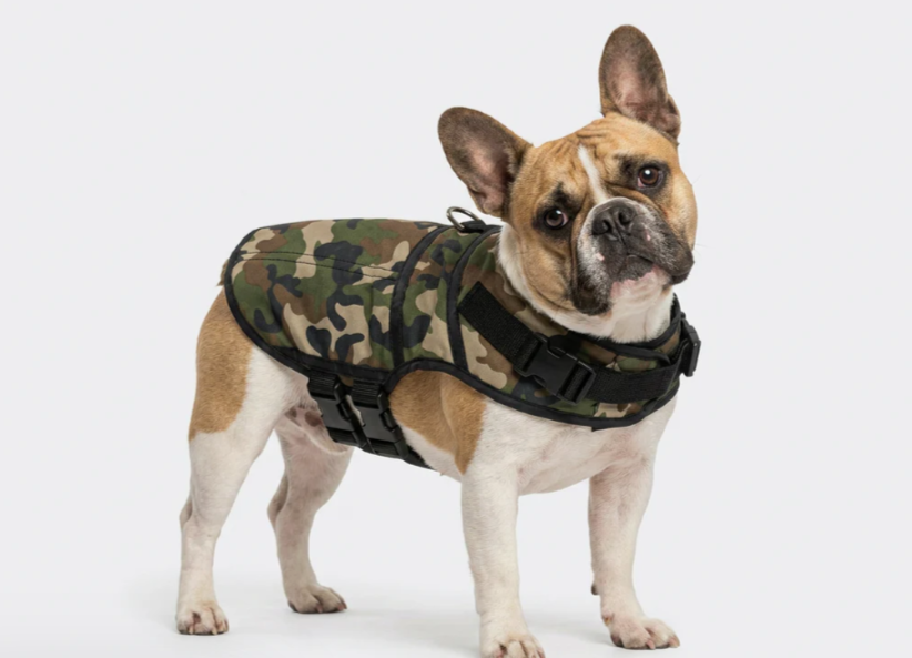 At What Temperature Does Your Dog Actually Need a Jacket