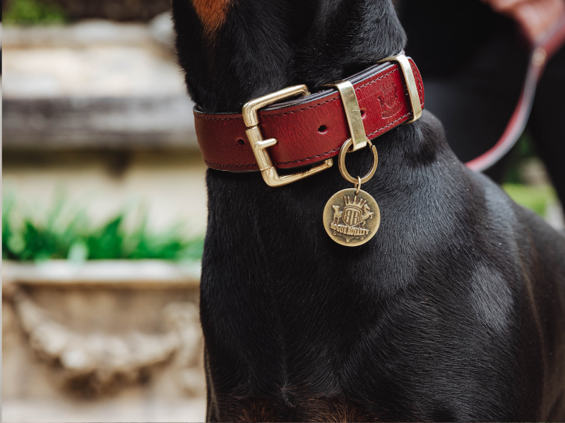 Upgrade Your Pet's Style: 2024 Dog Accessory Trends