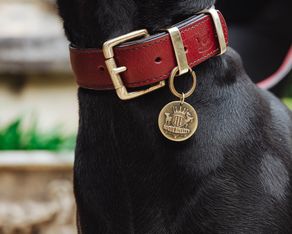 How to Choose a Dog Collar: The Complete Buyer's Guide