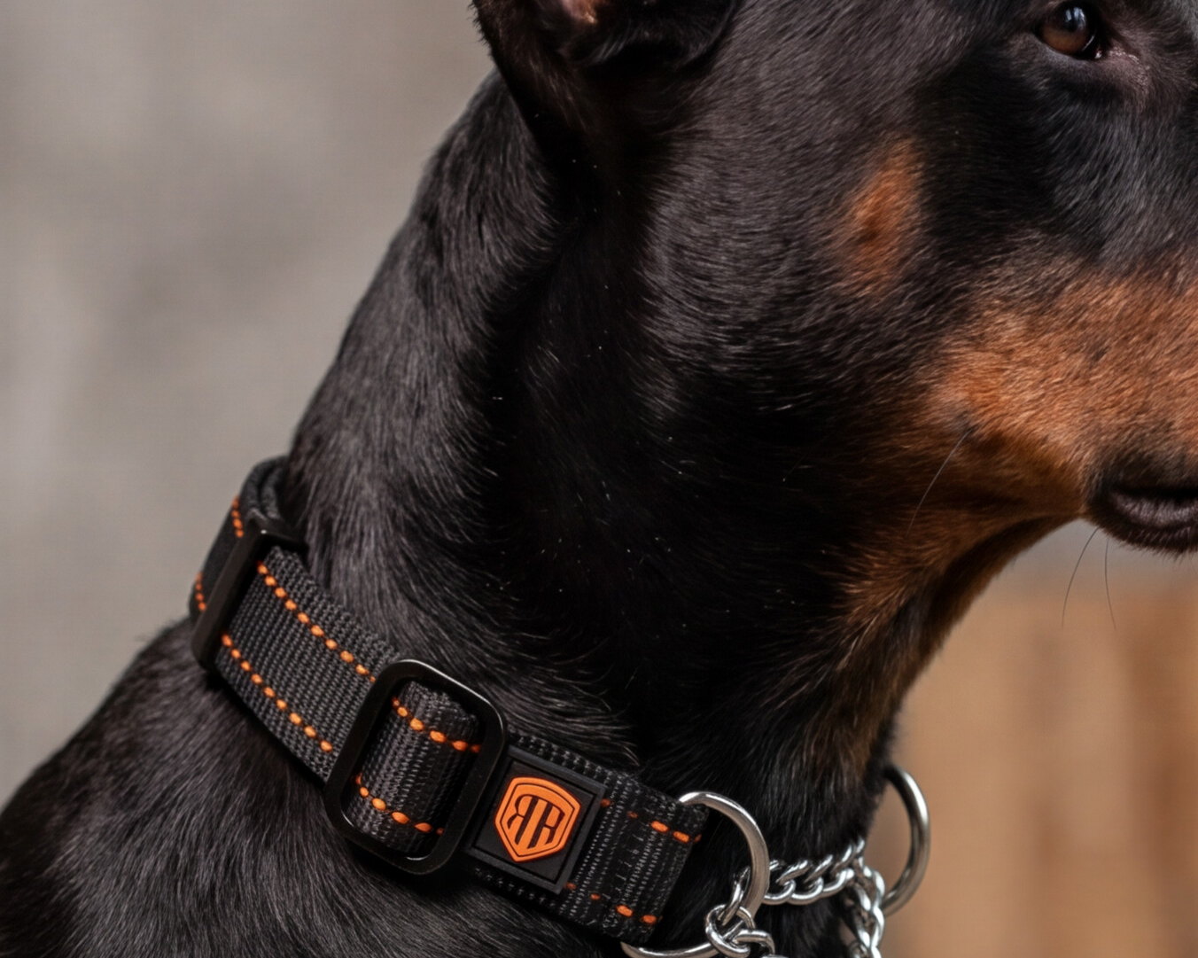 Dog Training Collars and Cones: What Each One Actually Does
