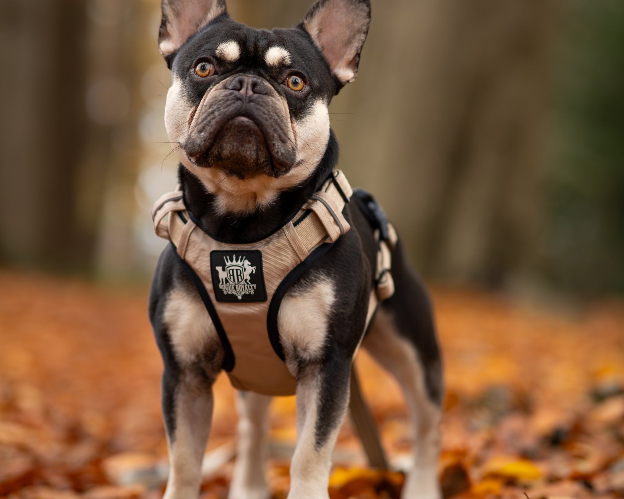 Why Most Puppy Harnesses Fail (And What to Use Instead)