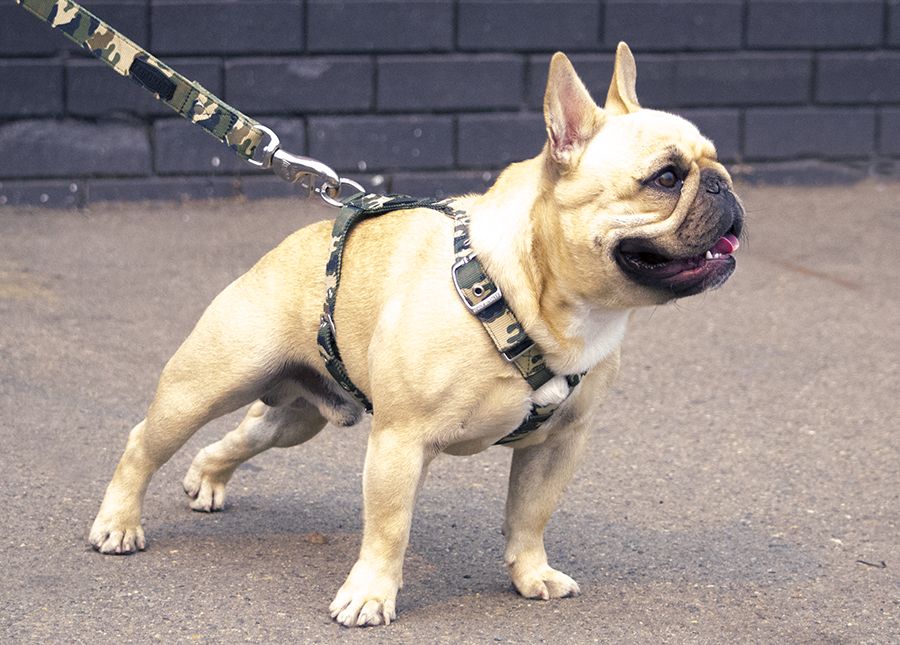 Rogue Royalty - The Ultimate Small Dog Harness