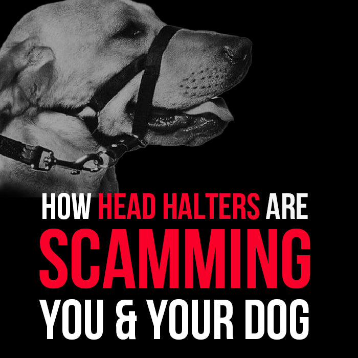 How Halter Collars are Scamming You and Your Dog