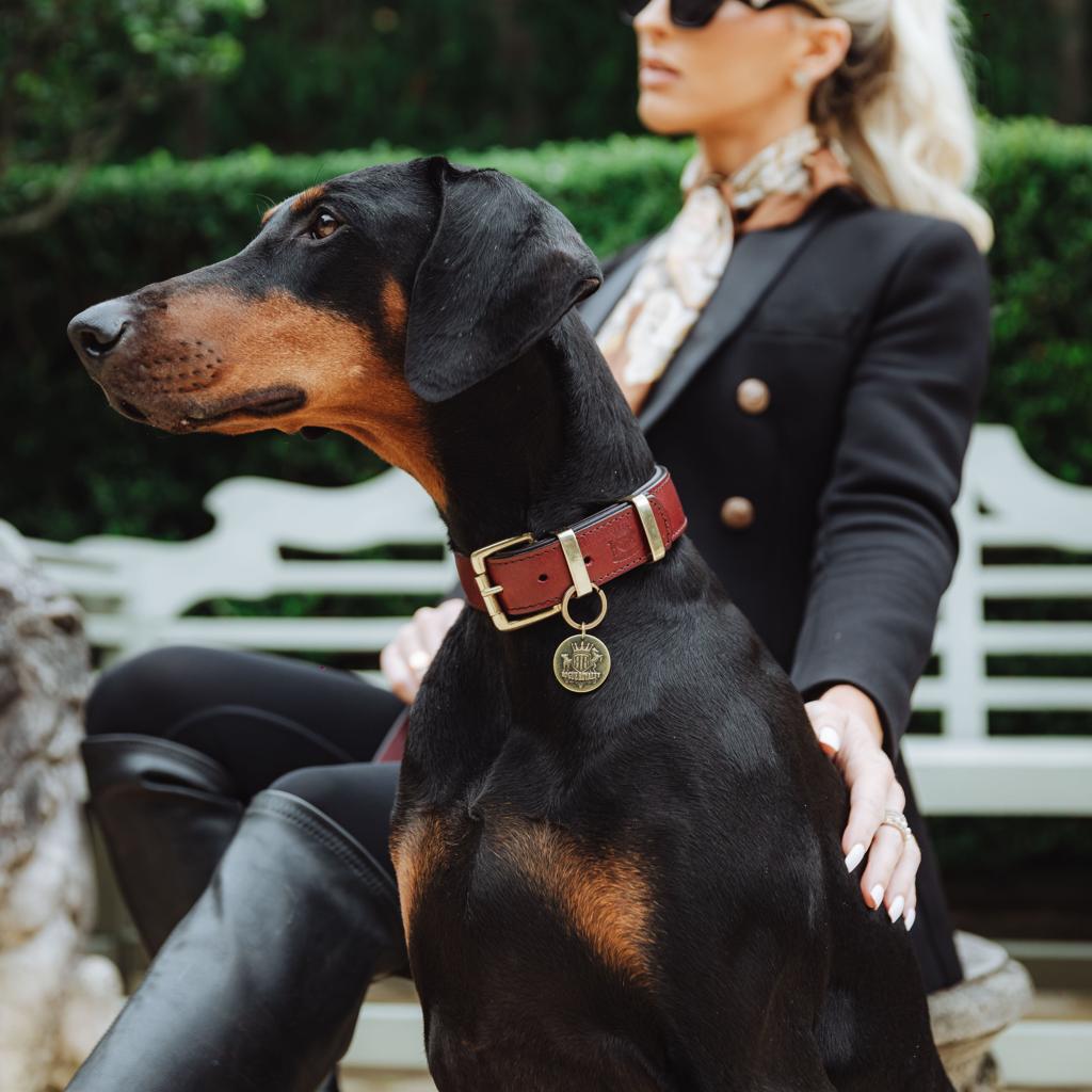 Best Collar for Dobermanns in Australia: Fit, Material and Safety