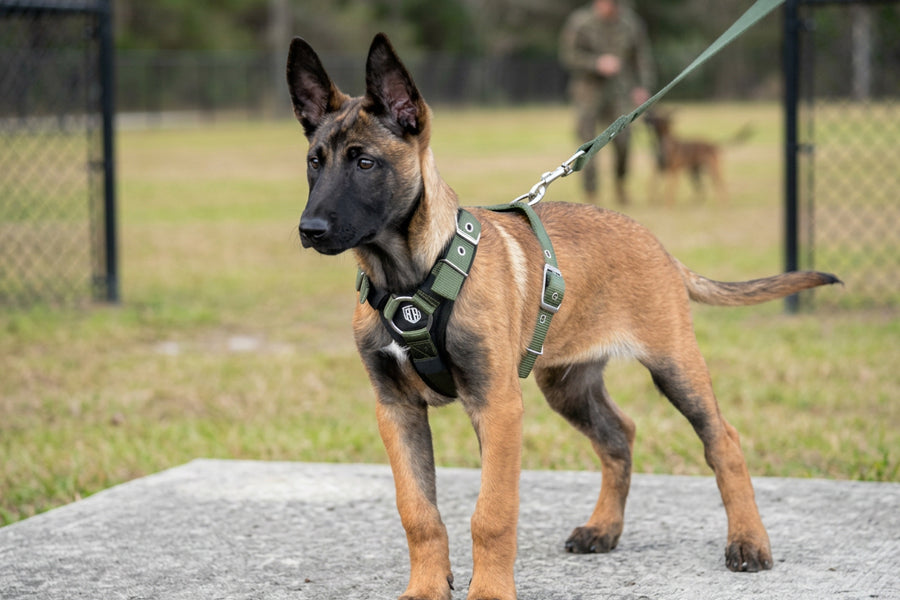 Puppy Collars: How to Choose the Right One for Every Stage