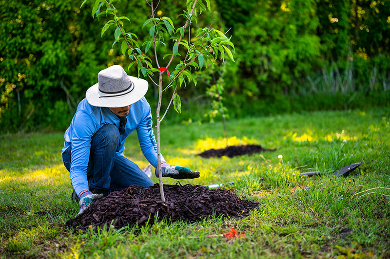 Harnessing Change: Rogue Royalty Teams Up with Greenspark for Environmental Impact