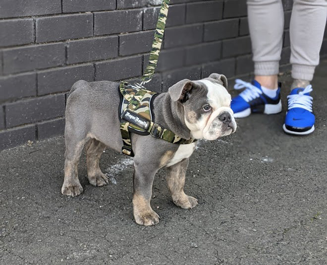 Why I won't socialise my pups like most