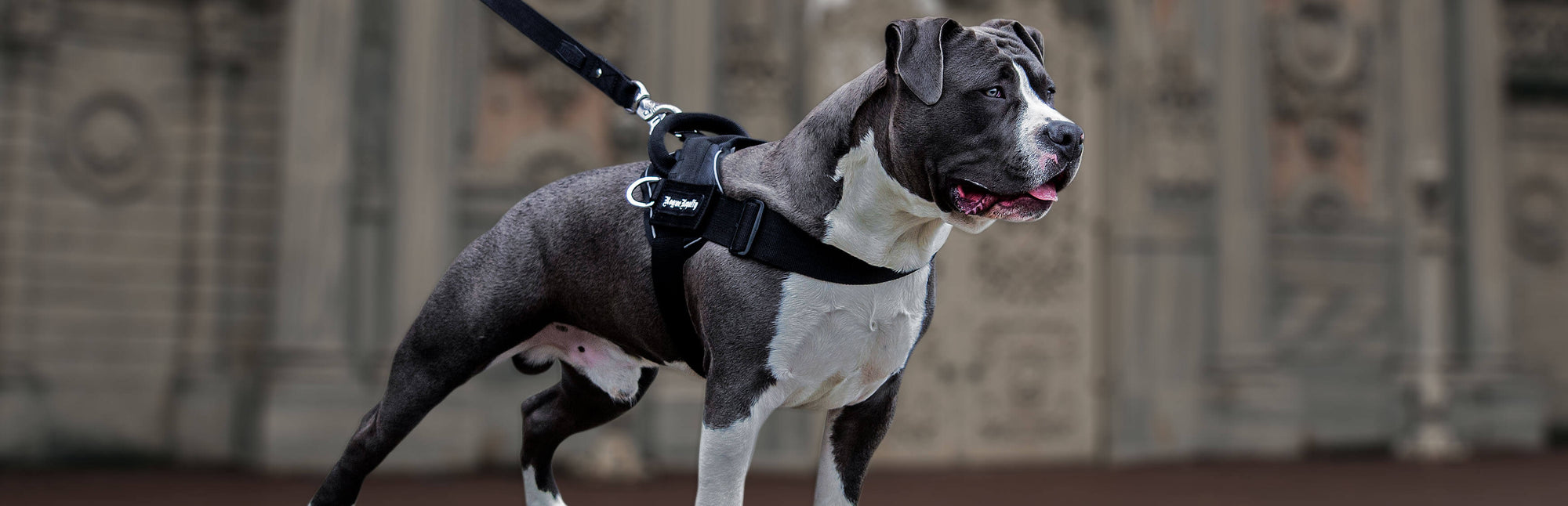 White & grey coloured dog wearing a Quickfit Dog Harness