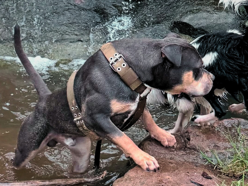 The Best Harness for Active Strong Dogs