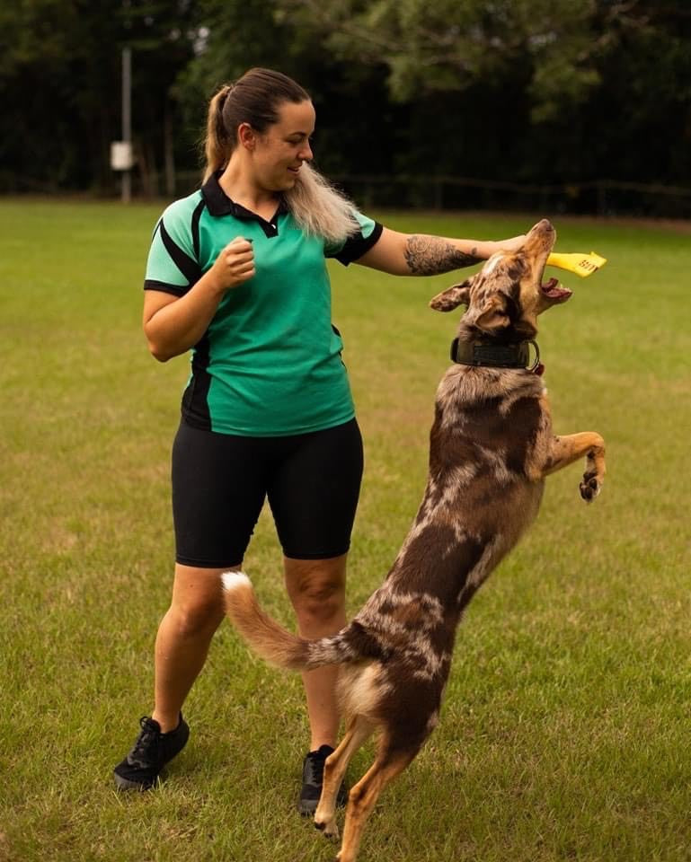 Dog trainer, training a dog wearing a Rogue Royalty Wide Fit Leather Dog Collar