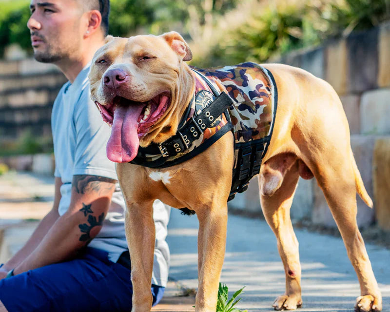How to Use a Dog Weight Vest: A Practical Guide to Canine Conditioning