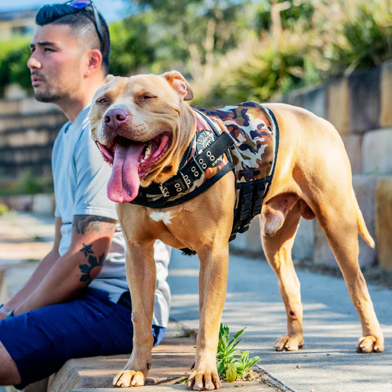 How to Use a Dog Weight Vest: A Practical Guide to Canine Conditioning
