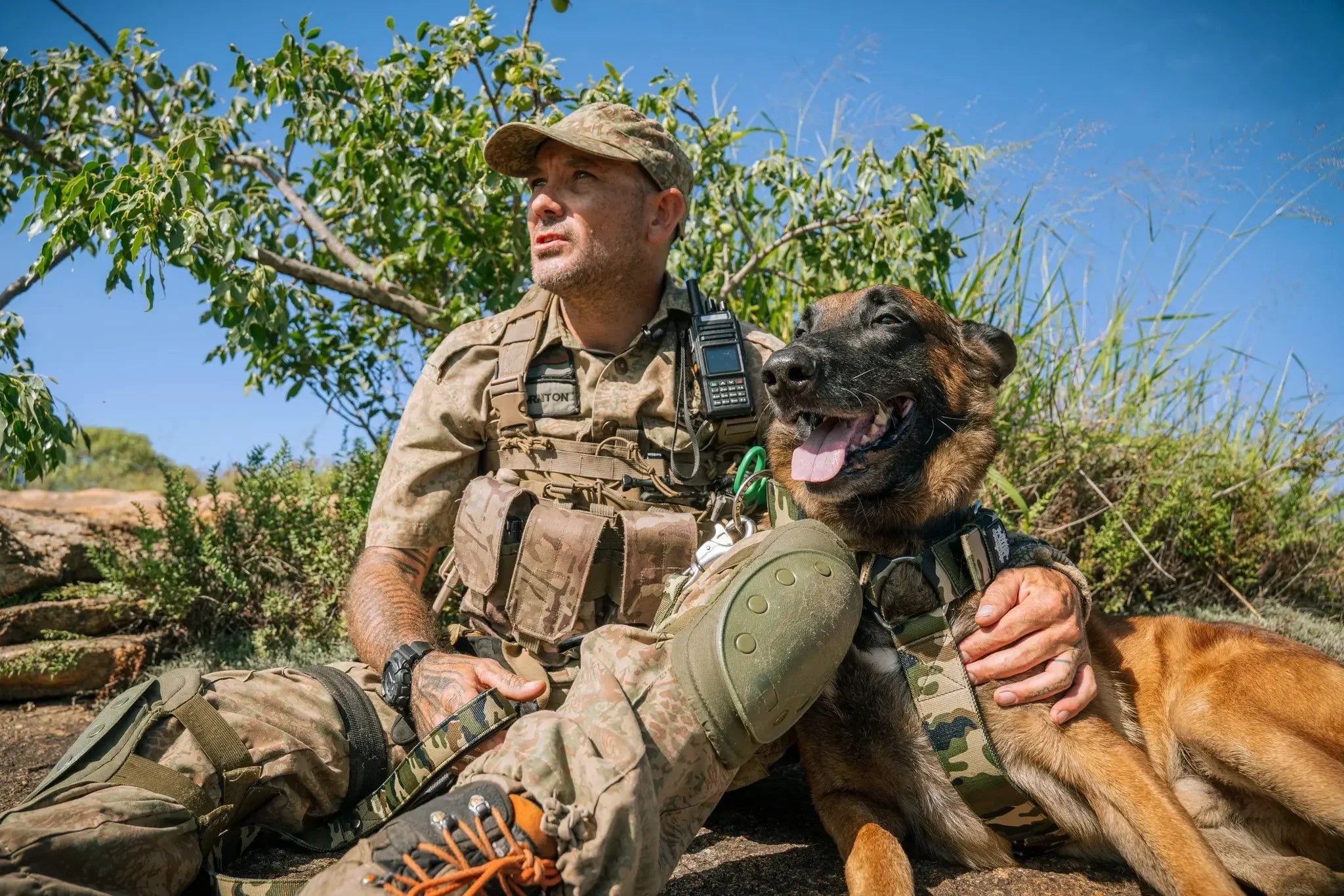 Building the Complete Gear System for a Strong or Working Dog