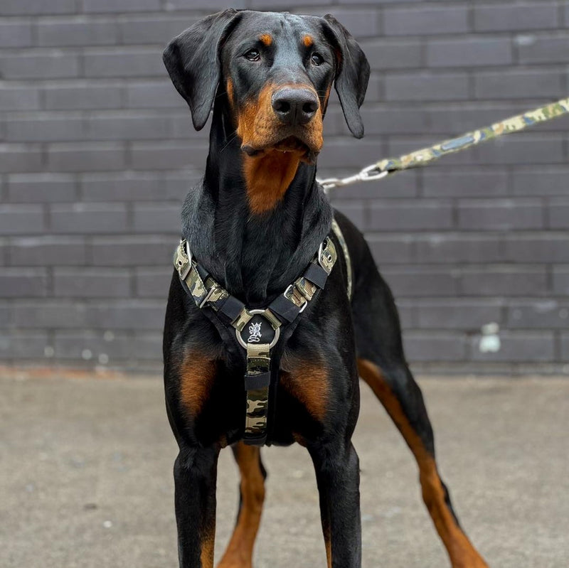 Front attaching 2024 dog harness australia