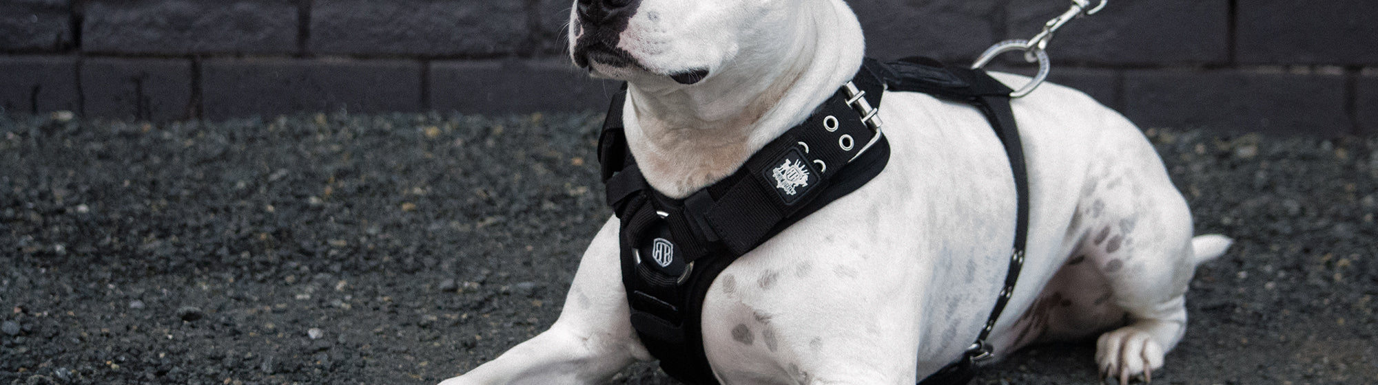 BIG DOG HARNESSES
