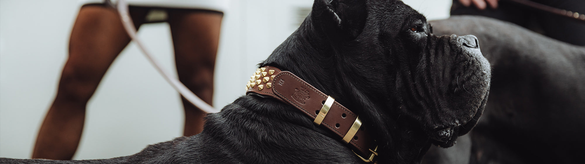 WIDE FIT DOG COLLARS