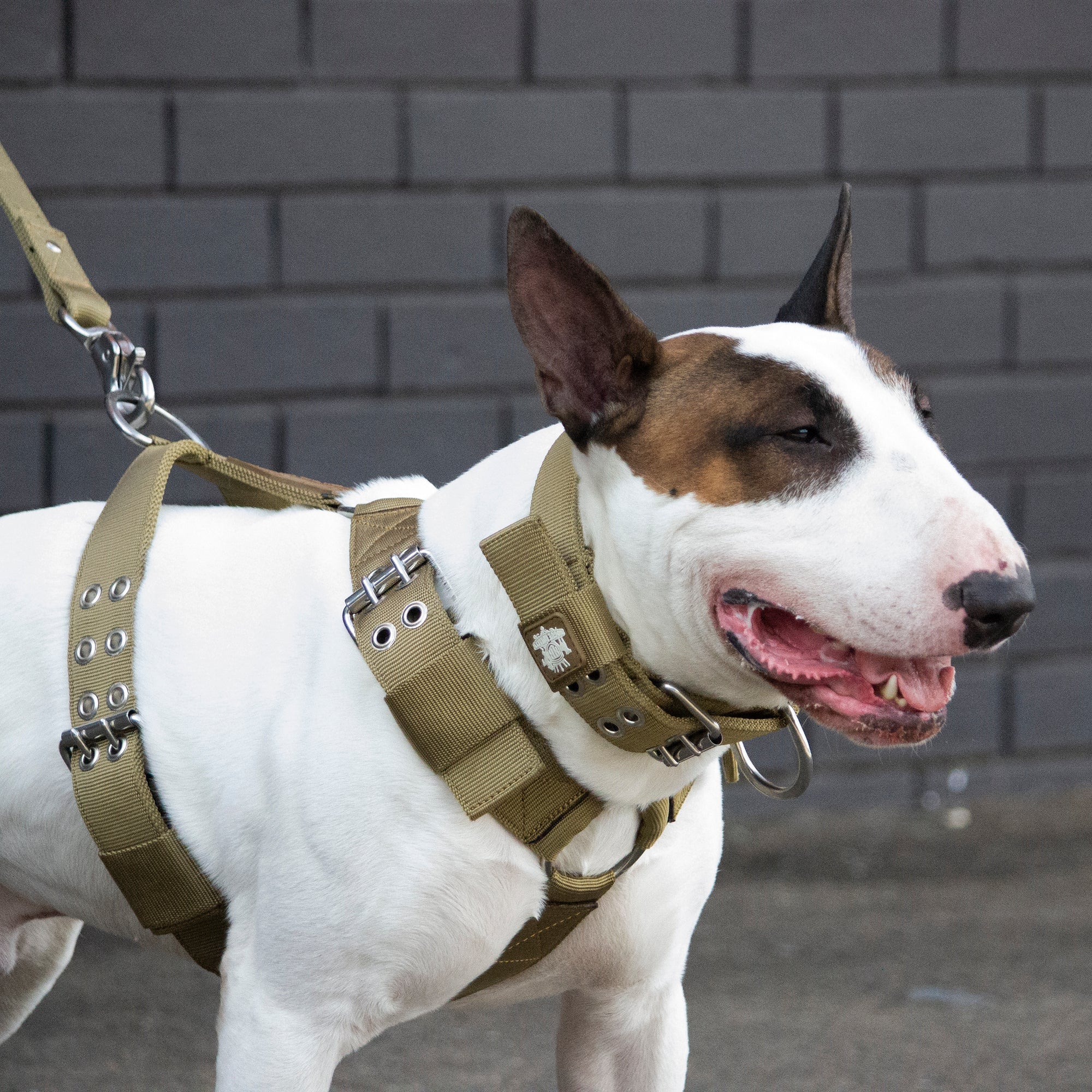 DOG HARNESS SALE