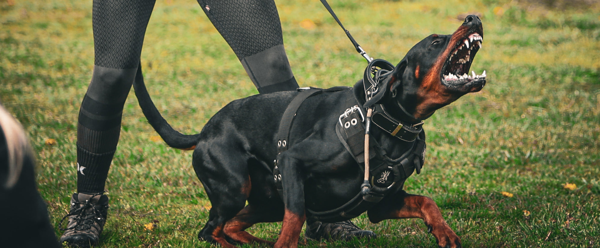 BIG DOG HARNESSES