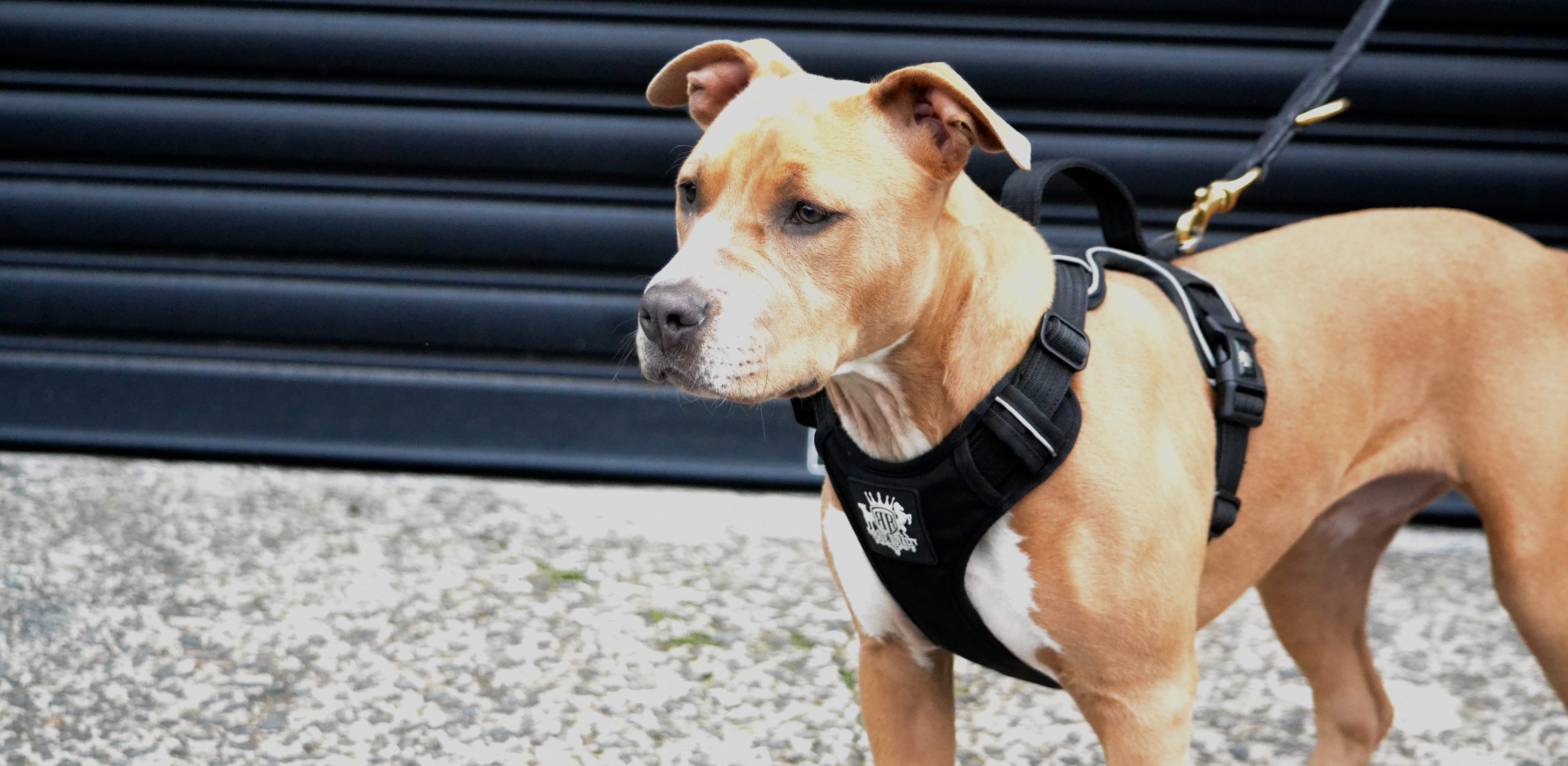 Active X support dog harness