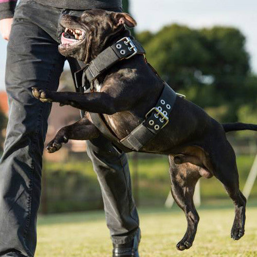 DOG HARNESSES IN AUSTRALIA