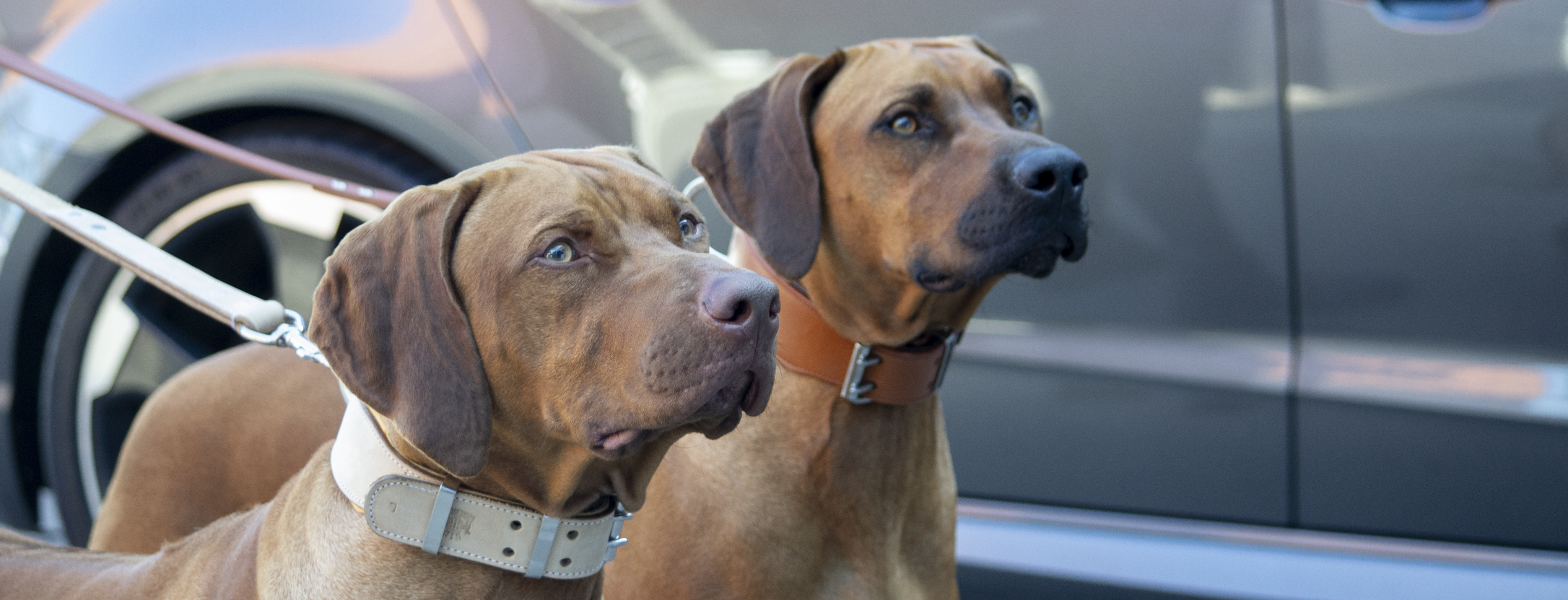 EOFY Collars