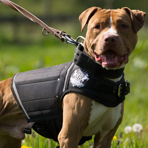 WEIGHTED DOG VEST