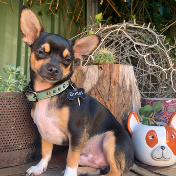 Rogue Royalty Brass Slip Chain Dog Collar