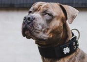 SUPATUFF® Strong Dog Collar Black (Wide Fit)