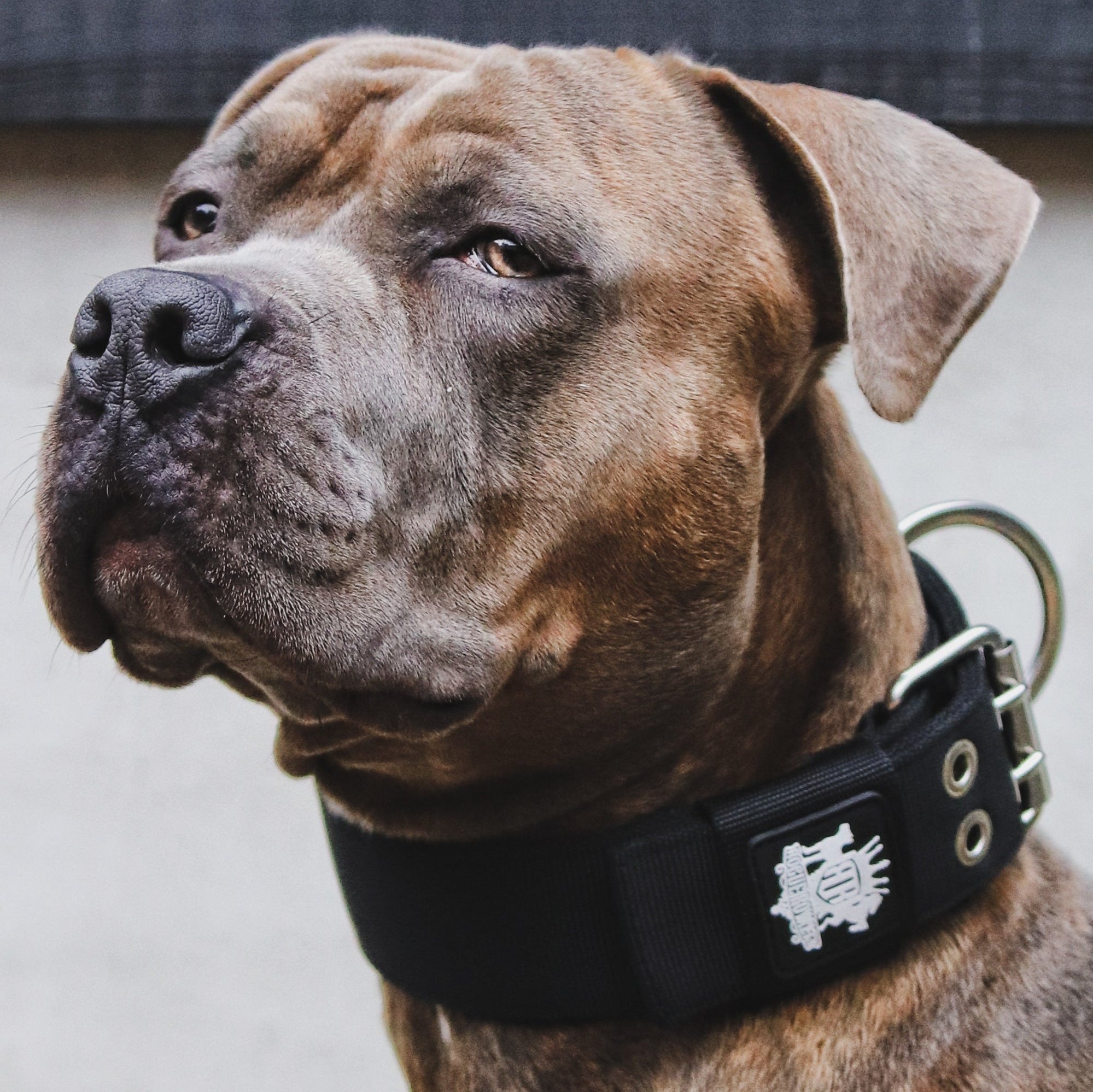 SUPATUFF® Strong Dog Collar Black (Wide Fit)
