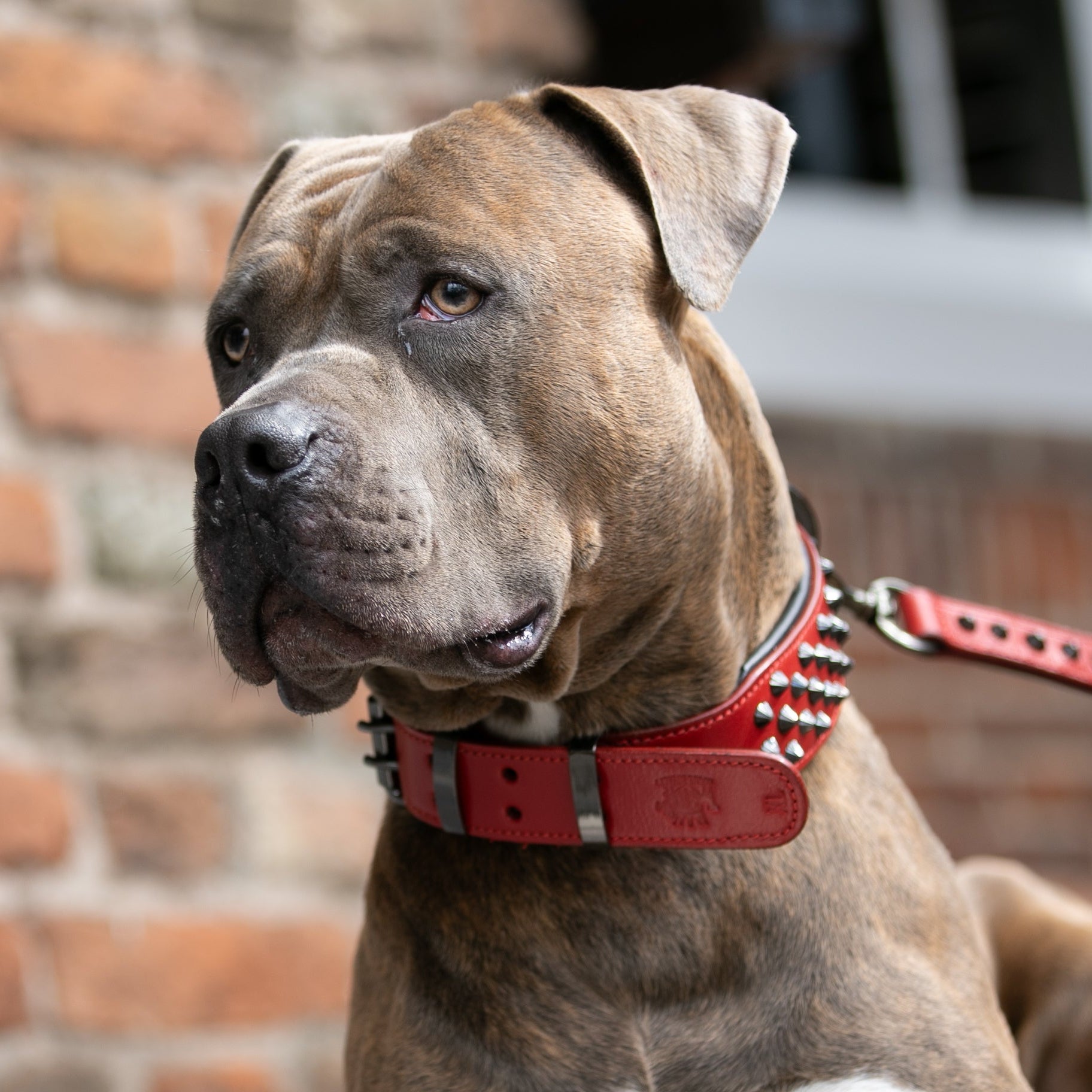 Comfort &amp; Wearability for Dogs