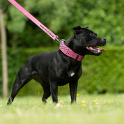 Hand Made Leather Dog Collar - Ruthless Pink & Black (Wide Fit)